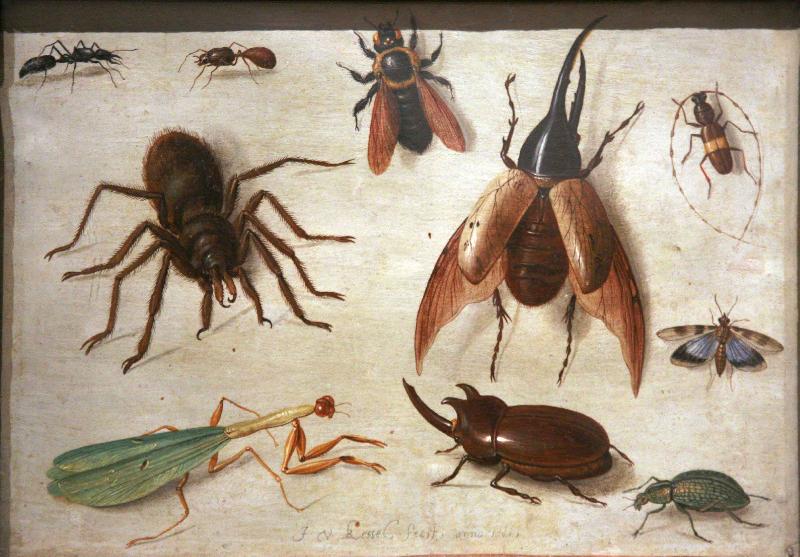 Jan Van Kessel Spiders and insects oil painting image